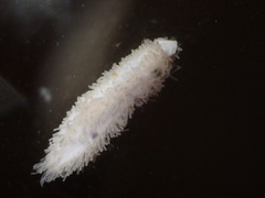 Eupentacta quinquesemita