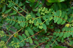 Euphorbia atoto
