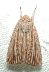 Leucania porphyrodes