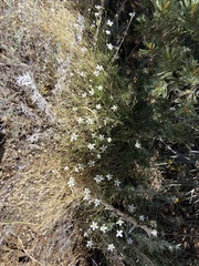 Eremogone ferrisiae