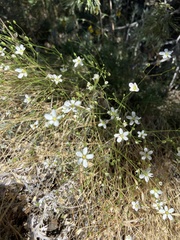 Eremogone ferrisiae