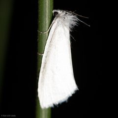 Schoenobiinae