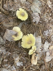 Tricholoma sejunctum