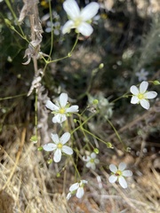 Eremogone ferrisiae