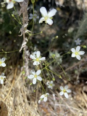 Eremogone ferrisiae