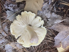 Tricholoma sejunctum