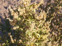 Atriplex elegans