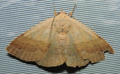 Ophyx ochroptera