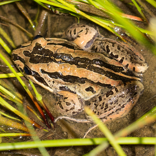 Limnodynastes peronii