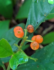 Palicourea racemosa