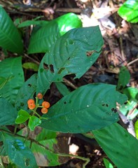 Palicourea racemosa