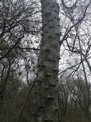 Havardia campylacantha