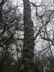 Havardia campylacantha