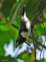 Spermestes fringilloides
