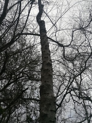 Havardia campylacantha