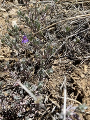 Penstemon californicus