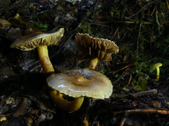Cortinarius suecicolor