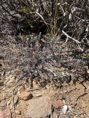 Penstemon californicus