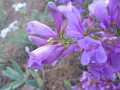 Penstemon venustus