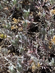 Penstemon californicus