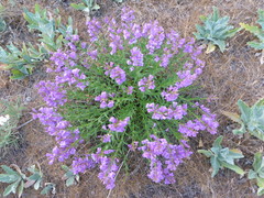 Penstemon venustus