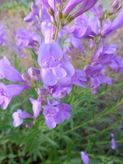 Penstemon venustus
