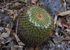 Mammillaria lindsayi