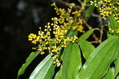 Miconia longifolia