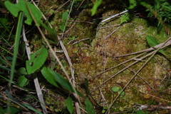 Drosera rotundifolia