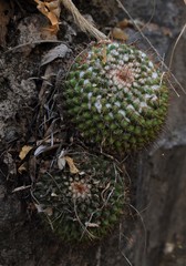 Mammillaria lindsayi