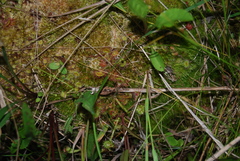 Drosera rotundifolia