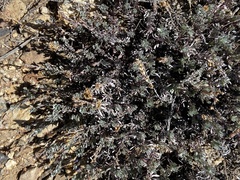 Penstemon californicus