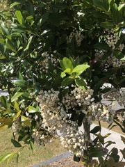 Syzygium hemilamprum