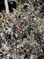 Penstemon californicus