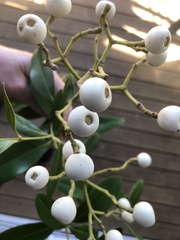 Syzygium hemilamprum