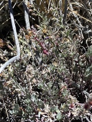 Penstemon californicus