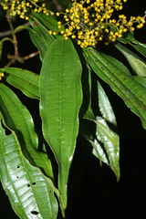 Miconia longifolia
