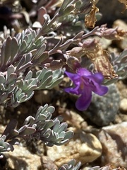 Penstemon californicus