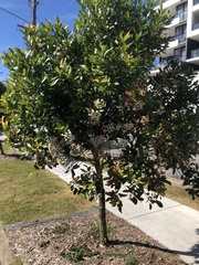 Syzygium hemilamprum