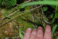Drosera rotundifolia