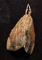 Crocidolomia suffusalis