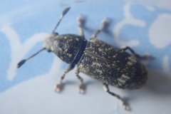 Eucorynus crassicornis