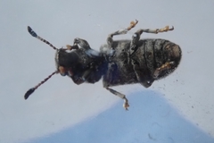 Eucorynus crassicornis