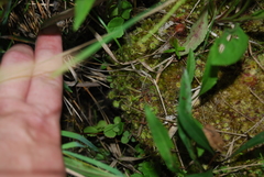 Drosera rotundifolia