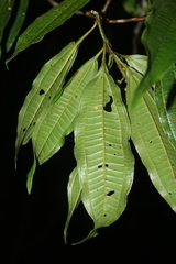 Miconia longifolia