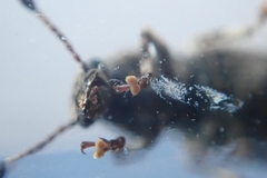 Eucorynus crassicornis