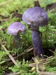Inocybe violaceocaulis