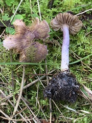 Inocybe violaceocaulis
