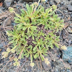 Phacelia corymbosa
