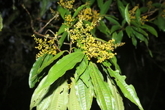 Miconia longifolia